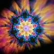 Lotus Image